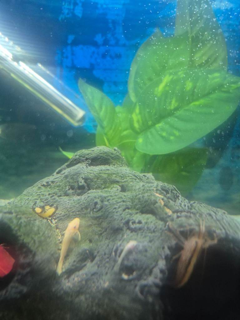Lemon bristlenose plecs 