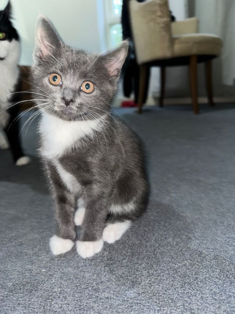 Beautiful Grey & White Kitten – Ready for New Home 🐾