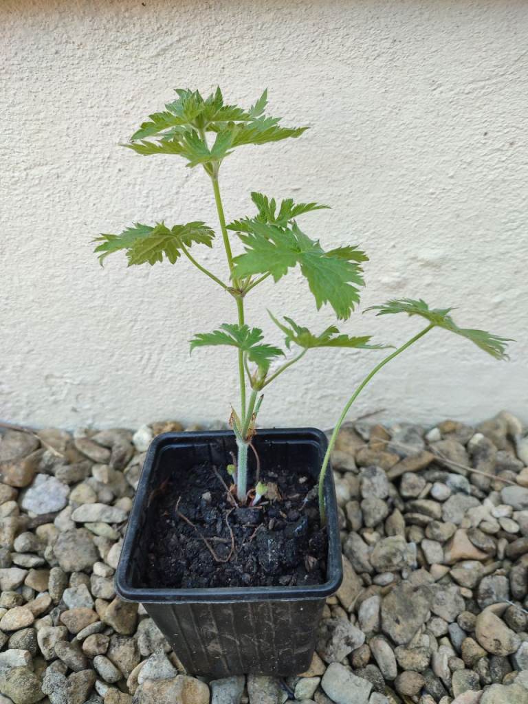 Geranium plant