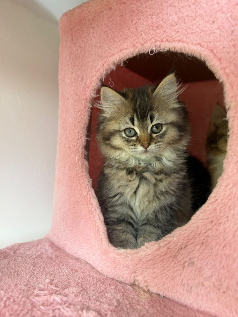British Shorthair 400£  & British Longhair 500£ Kittens 