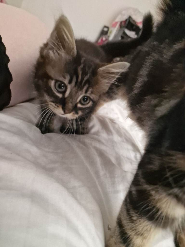 Kitten 