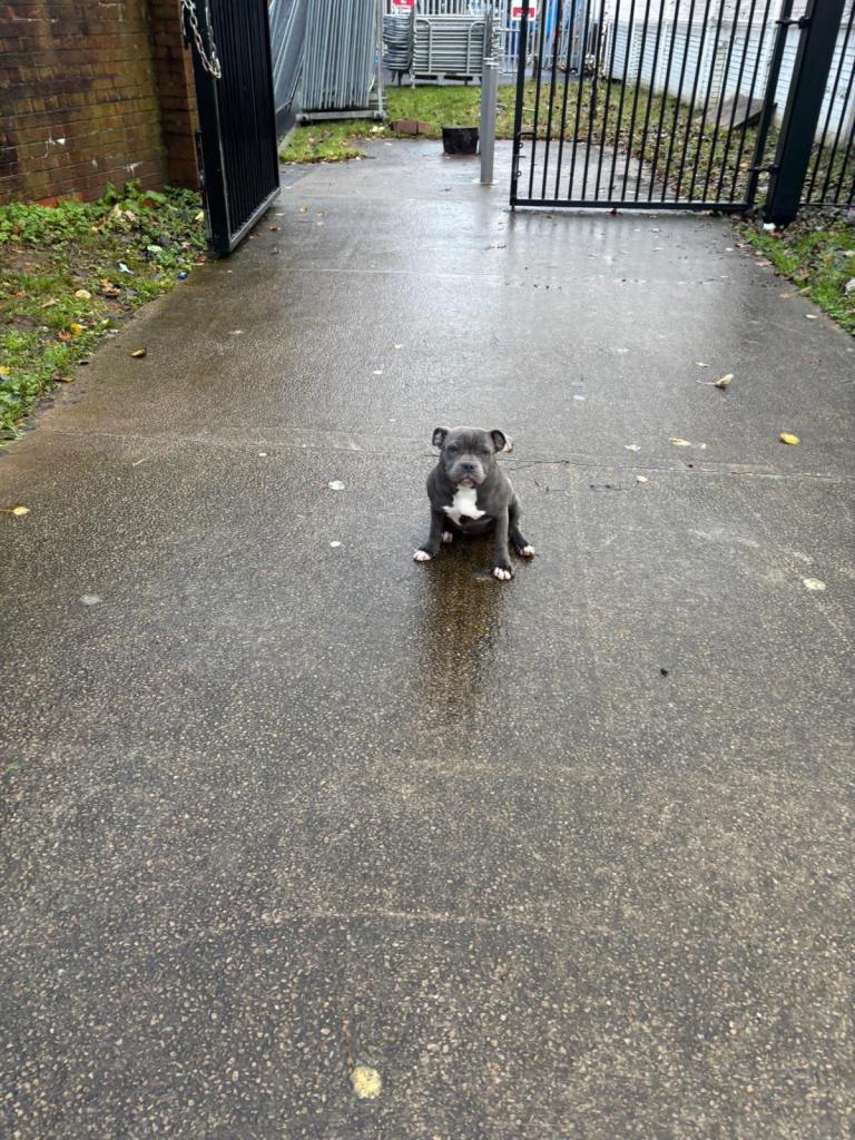 Staffordshire bull terrier 