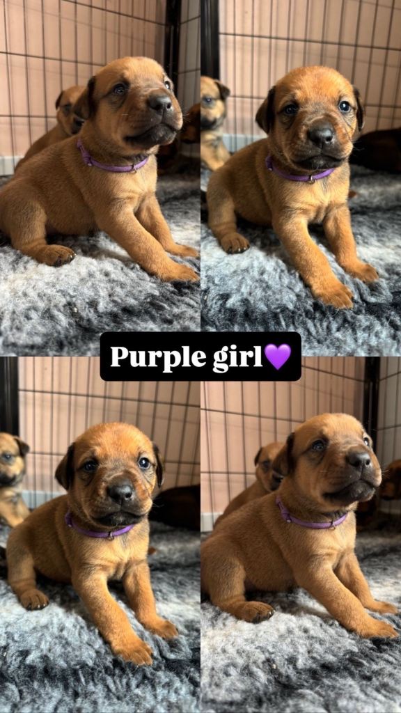 Staffy X Rottweiler Puppies