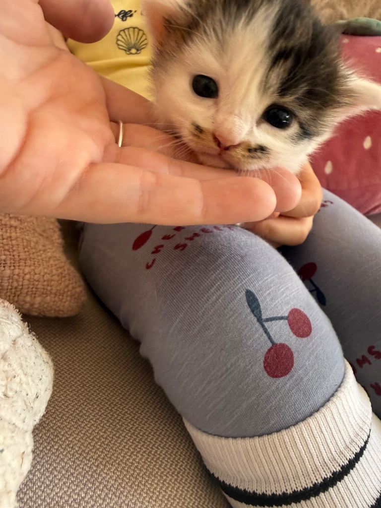 Mixed litter of kittens 🐱 updated pictures 