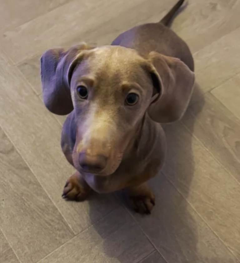 Miniature dachshund boy needing new home