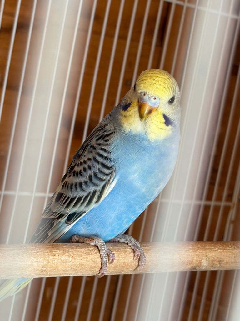 Stunning budgies