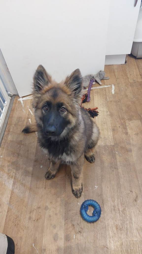 German shepard puppy 17 weeks old 