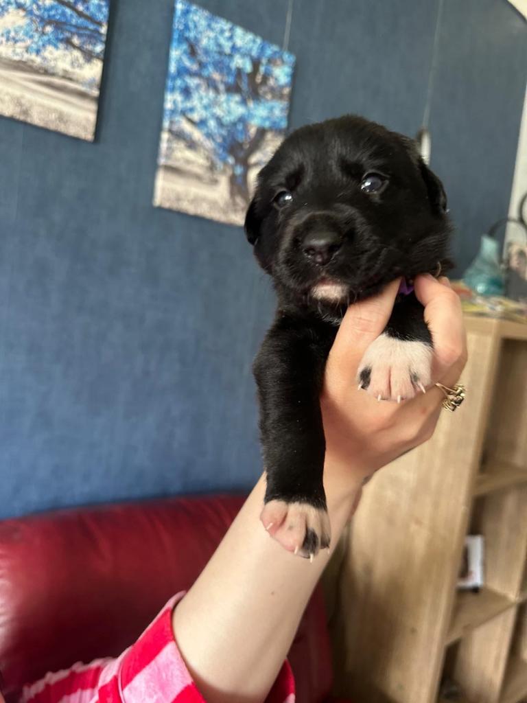 Borador 