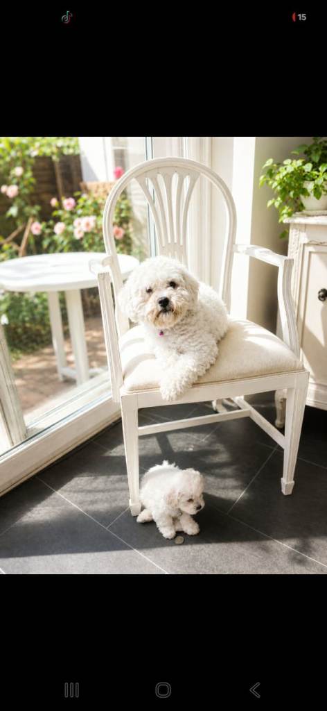 Adorable Bichon Puppies Looking for Their Forever Homes! 🐾