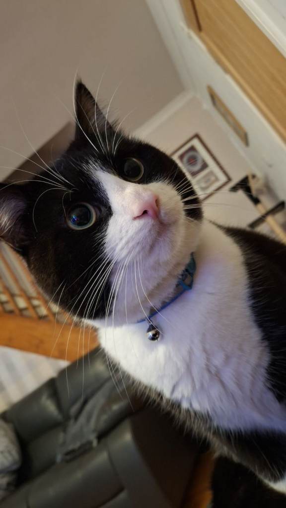 2 year old male Tux looking for a new home.