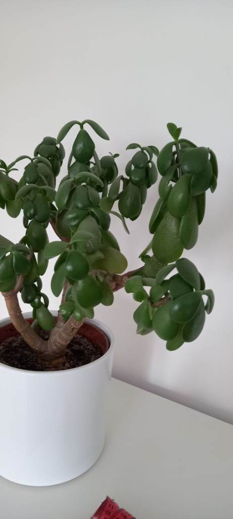 Chinese jade money plant