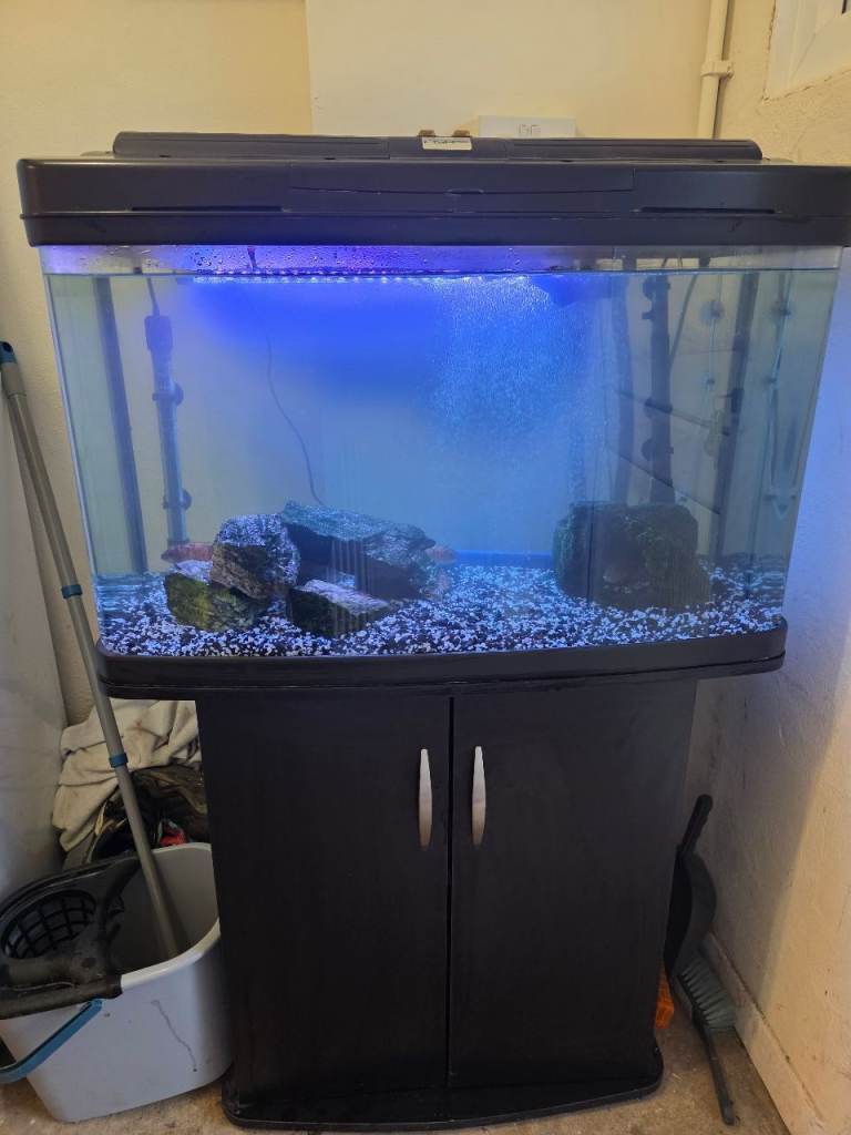 Fish tank with stand 120 litters with all kit and fish 
