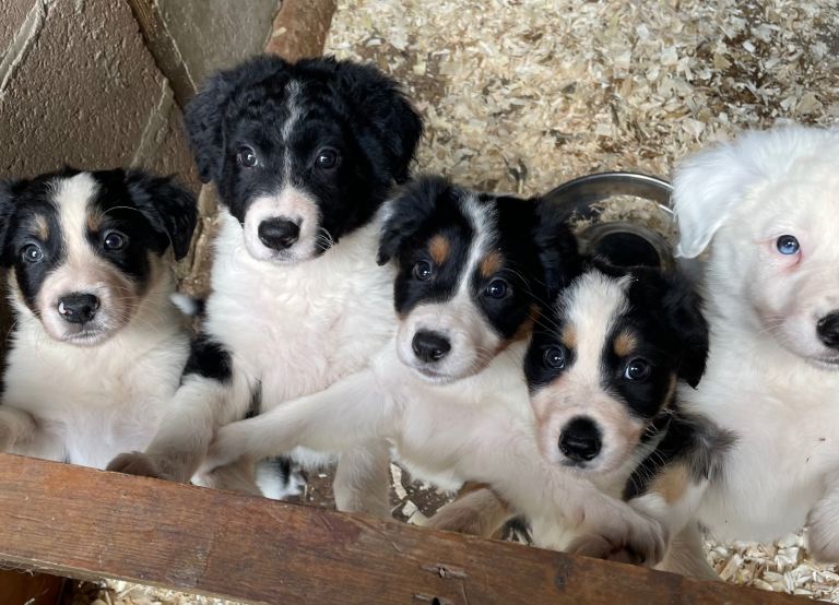 Stunning collie puppies 