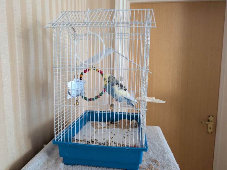 Tame adorable Budgies with cages (optional)