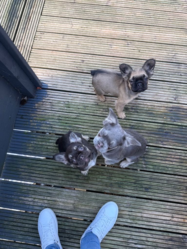 * LAST TWO* *PRICE DROP* Fluffy French Bulldog