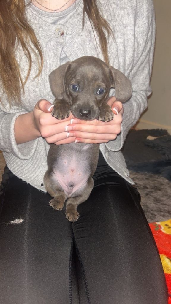 Frenchie crossed sausage dog