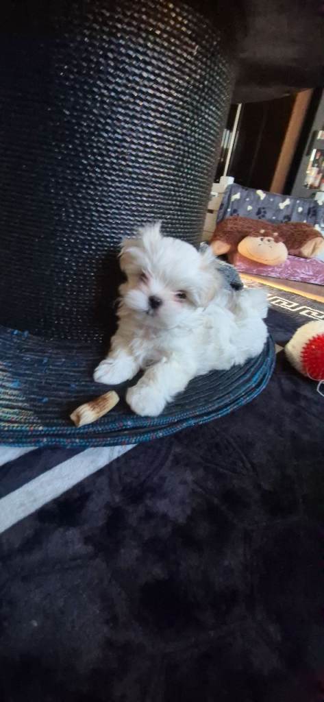 2 boys Maltese kennel club