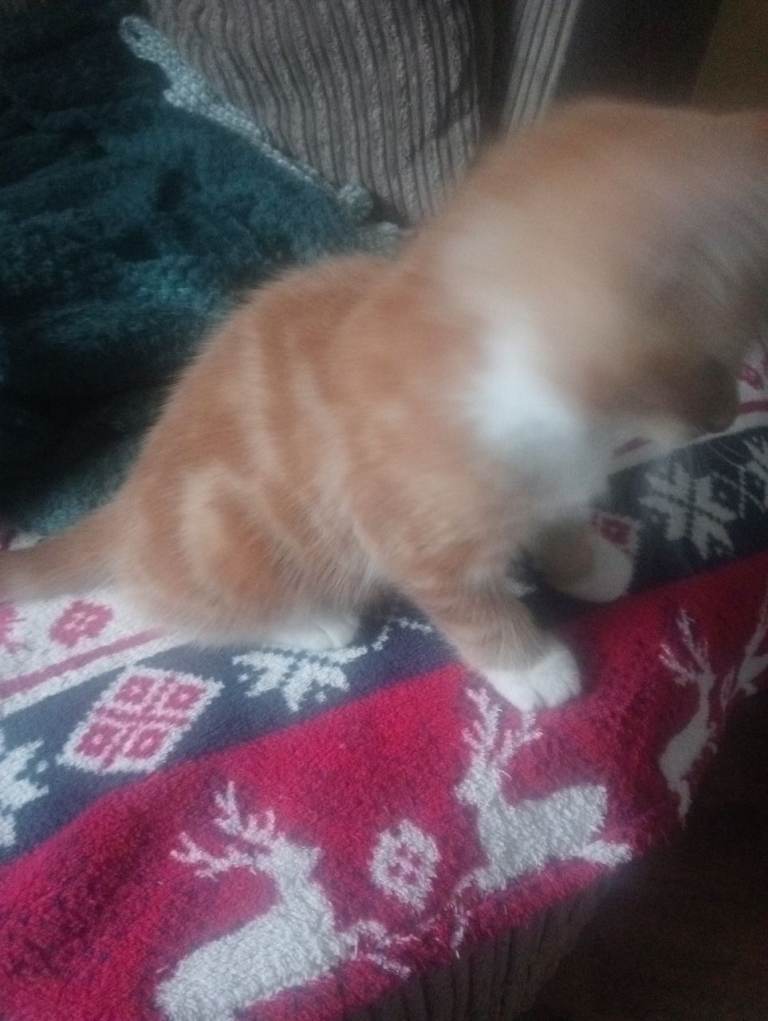 Beautiful male ginger tabby