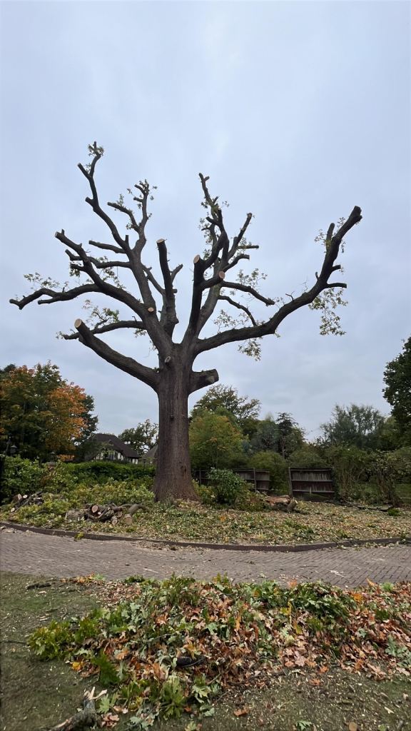 tree cutting Tree Removal tree cutting tree surgeon stump removal tree service tree service 