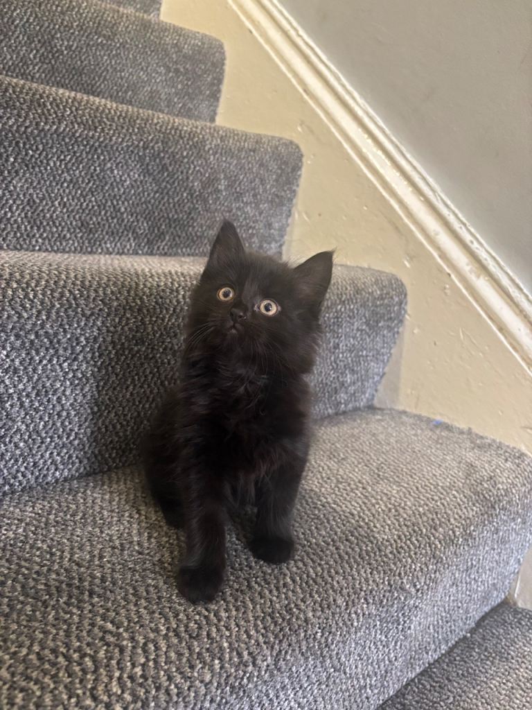 kittens looking for their forever home  