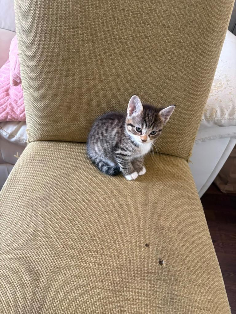 4 Female Silver tabby’s new home 