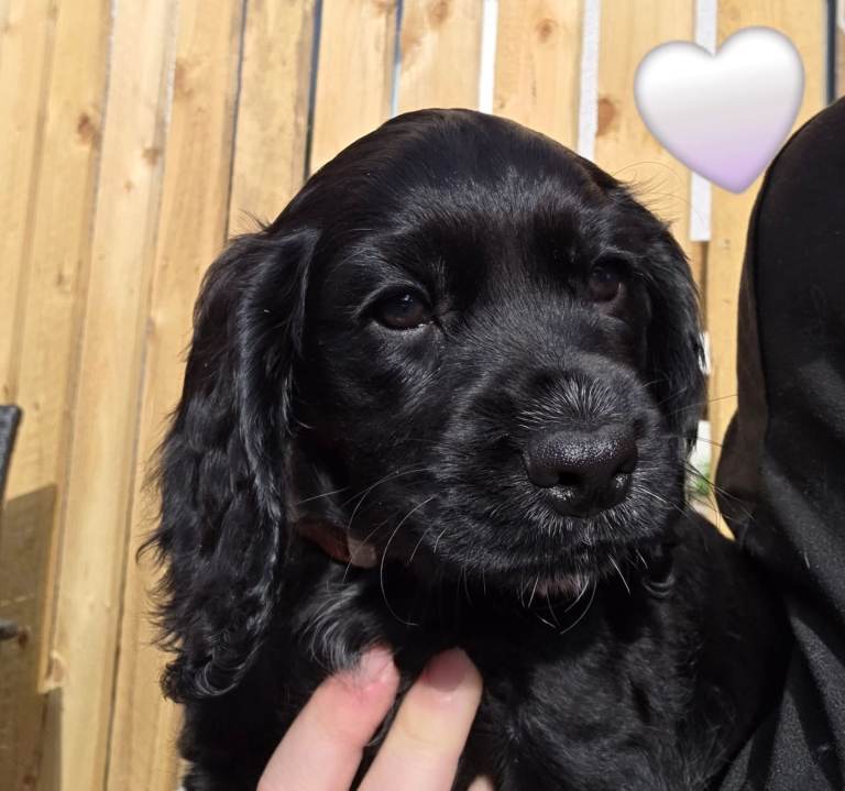 KC registered Cocker Spaniel pups