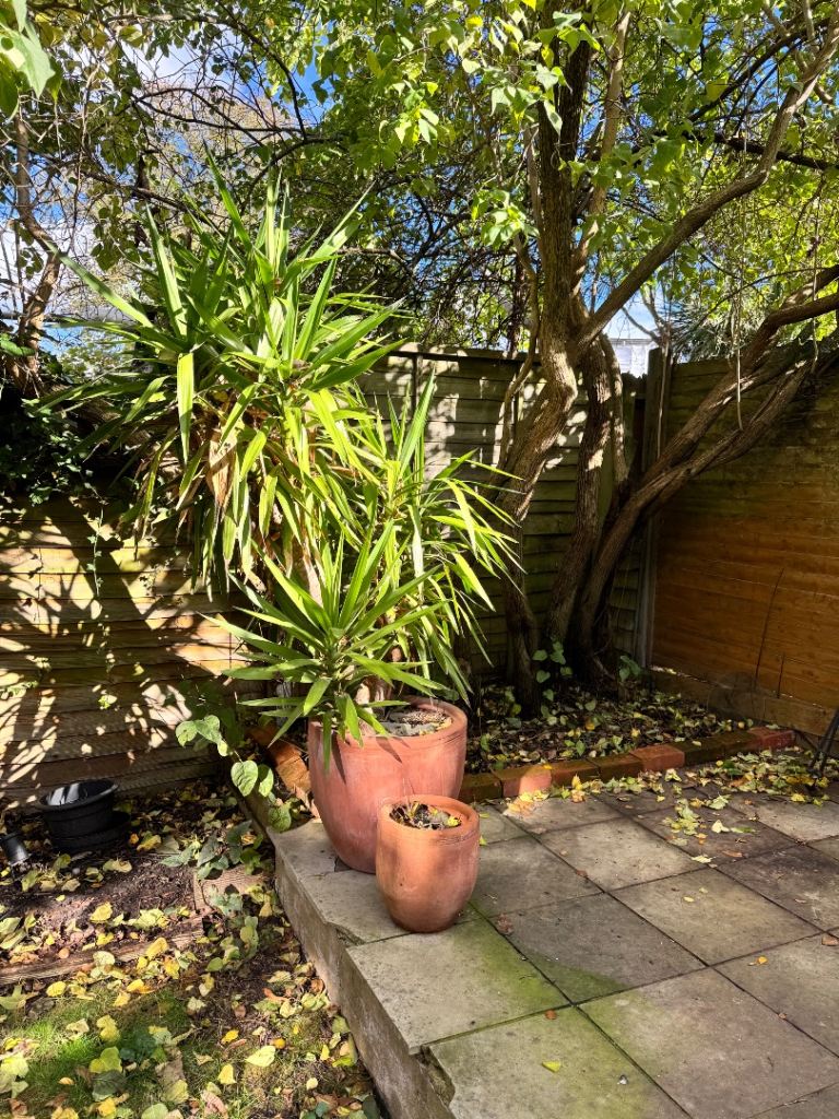 XXL Yukka Plant - INCLUDING terracota pot