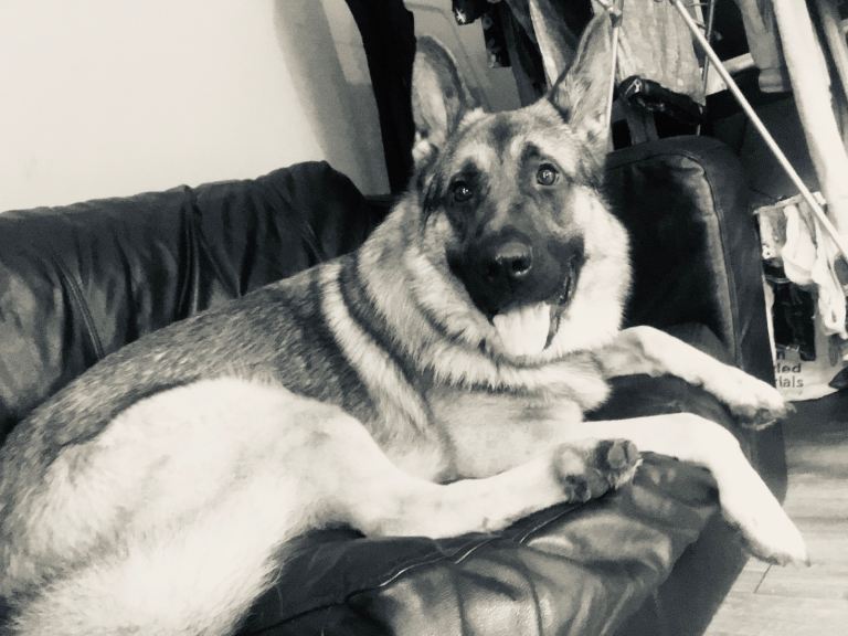 Teddy 5 year old gsd 