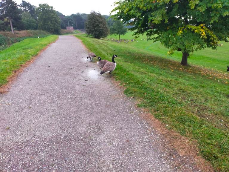 Seeking walking companion (lady)