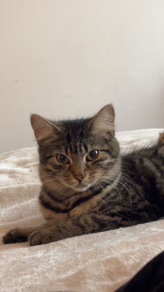 cat 