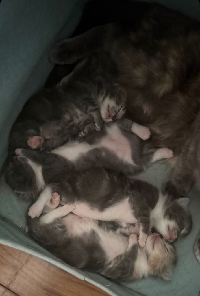 3 Kittens Looking for Forever Homes