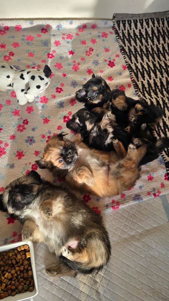 Pekingese × Tibetan Spaniel