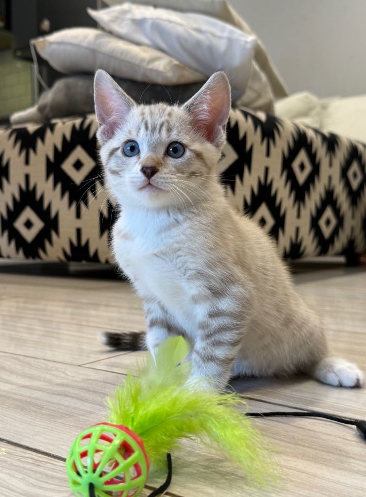 Rare Blue Eyes Snow Bengal Lynx