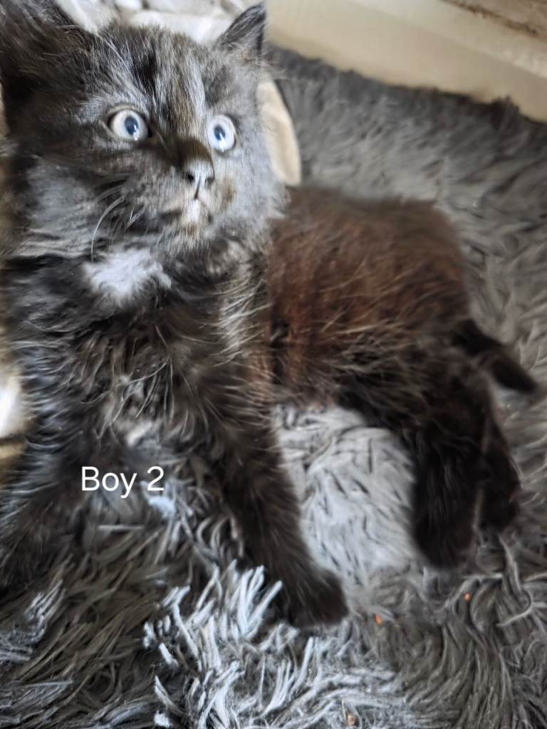 Kittens for sale 