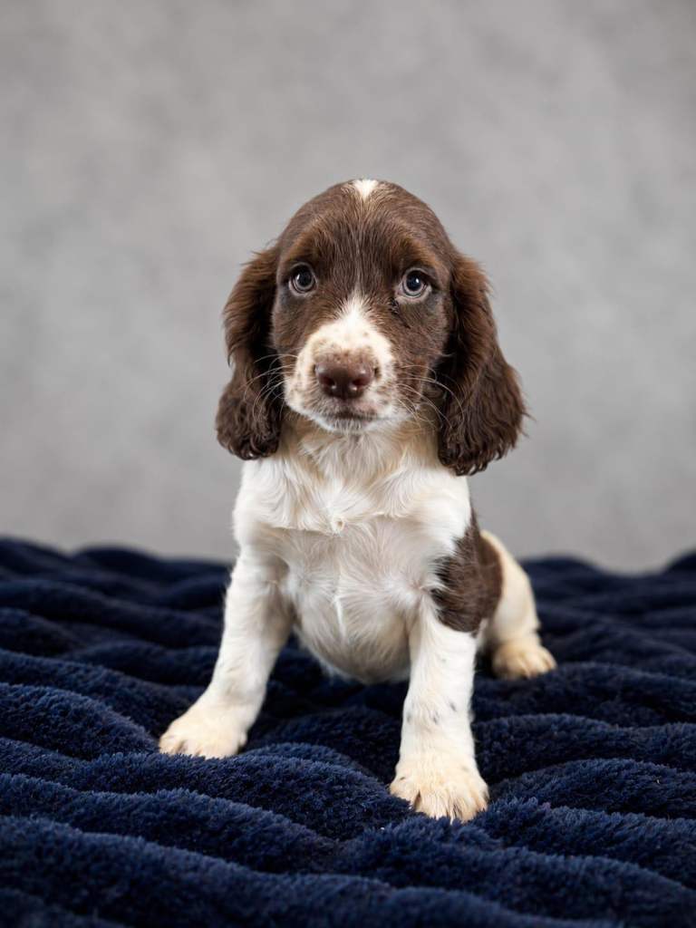 Cocker spaniel boy FULLY VACCINATED  READY NOW 