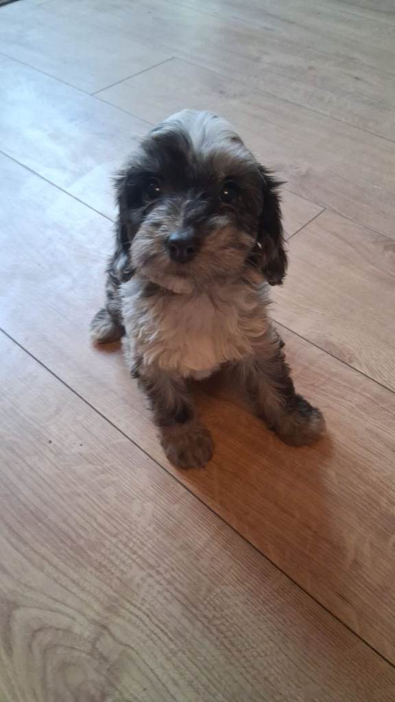 Patterpoo Puppies