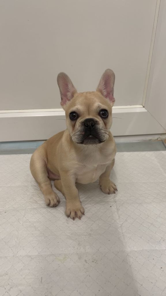 Pedigree Female French bulldog 