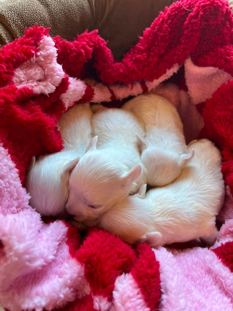 Gorgeous Maltese Puppies 