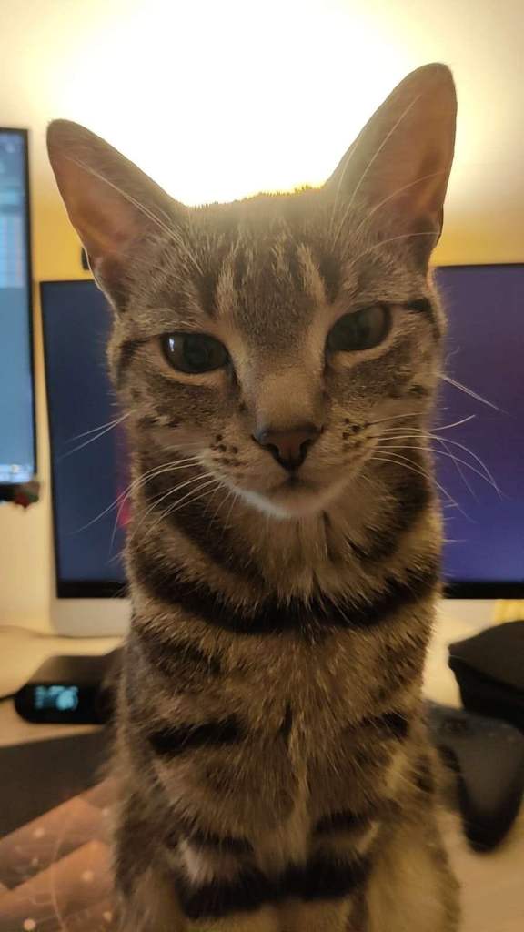 2 y/o female Bengal-cross Rehome