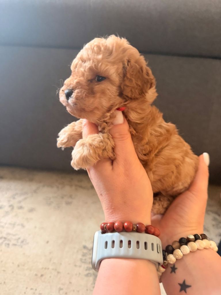 Stunning Miniature poodles 