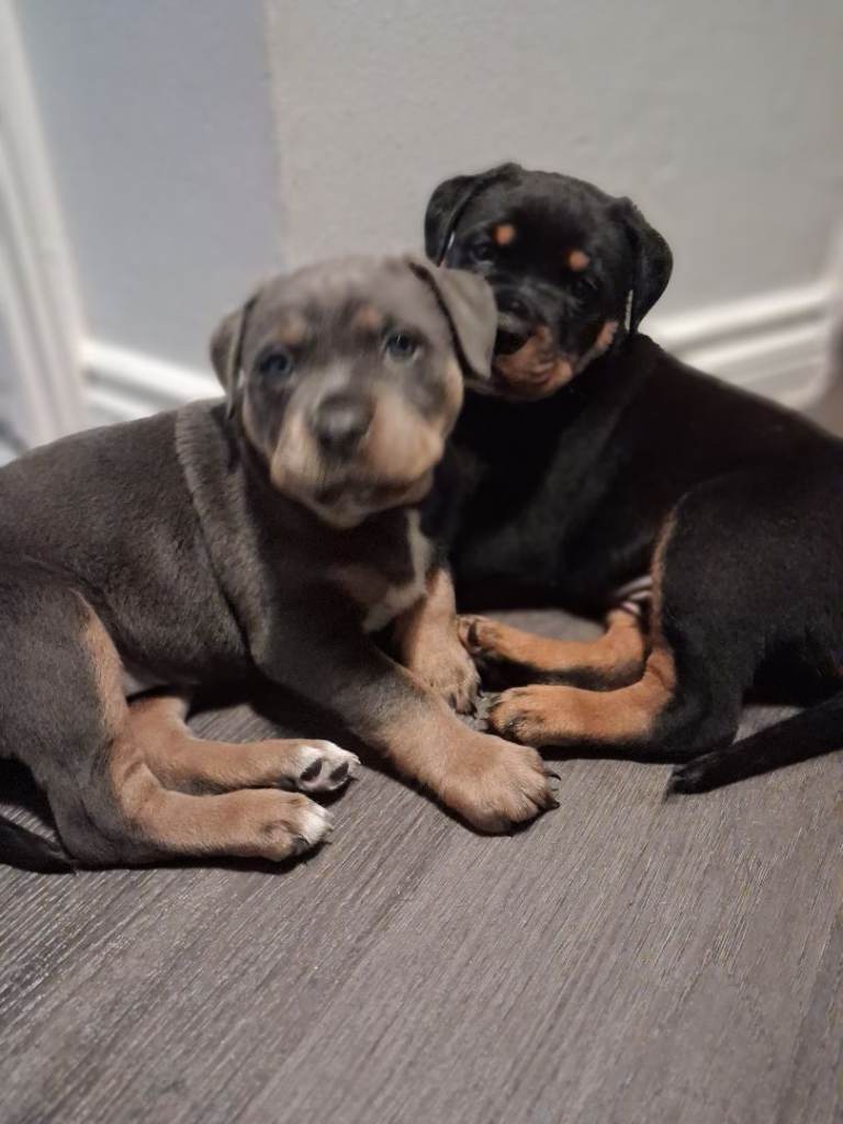 Beautiful Rottweiler x Staff Puppies – Loving Family Homes Only