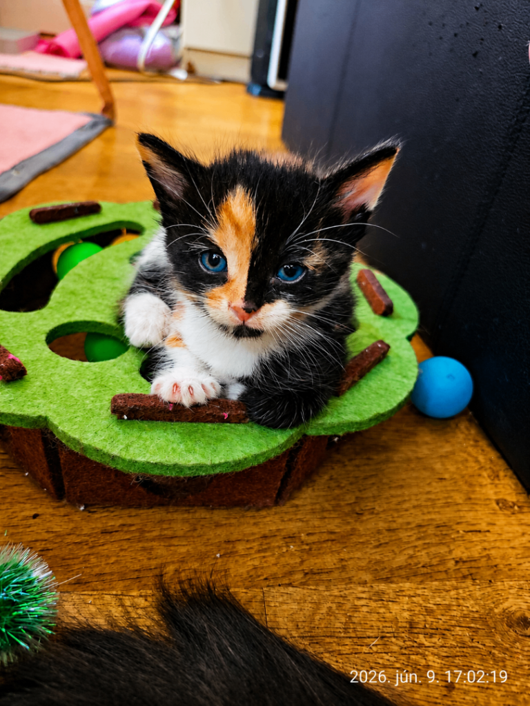 🐱 Beautiful Kittens Looking for Their Forever Homes 🐱