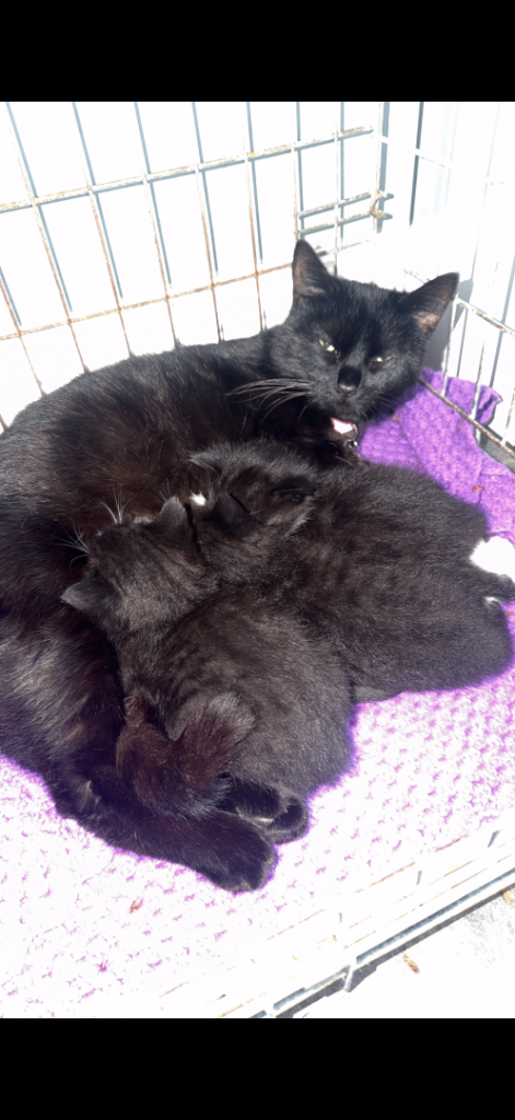 3 beautiful black and white kittens 
