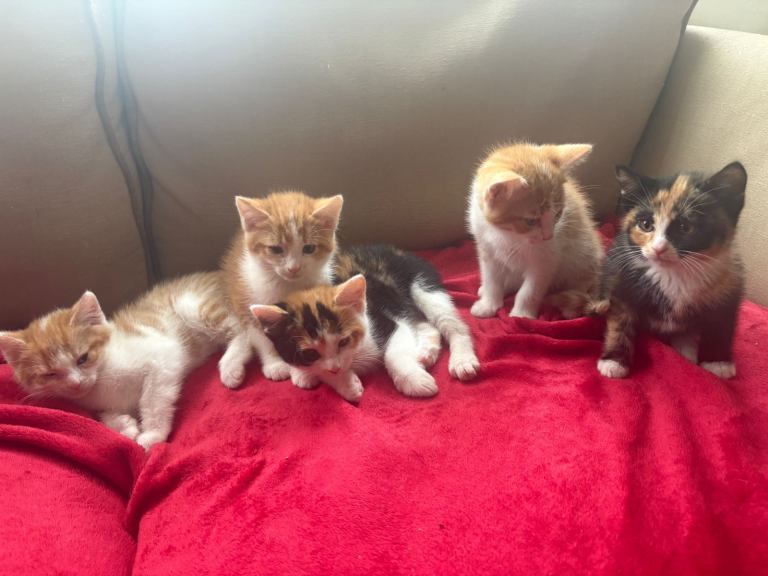 Gorgeous kittens