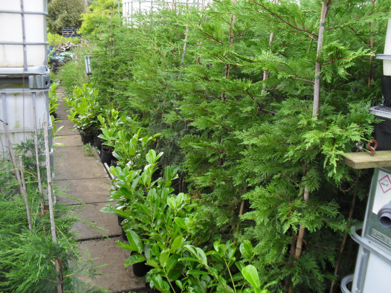 8ft extra large leylandii hedging trees with free 9ft canes  Good quality delivered to your home  
