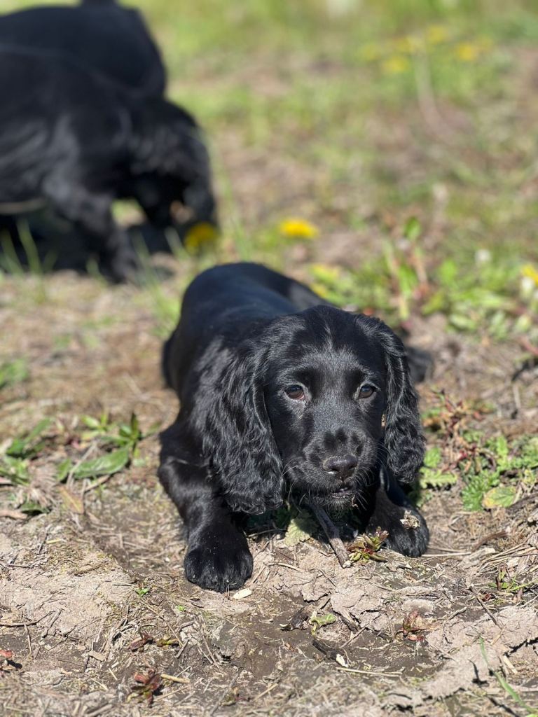 Cocker spaniel puppies looking for forever home 