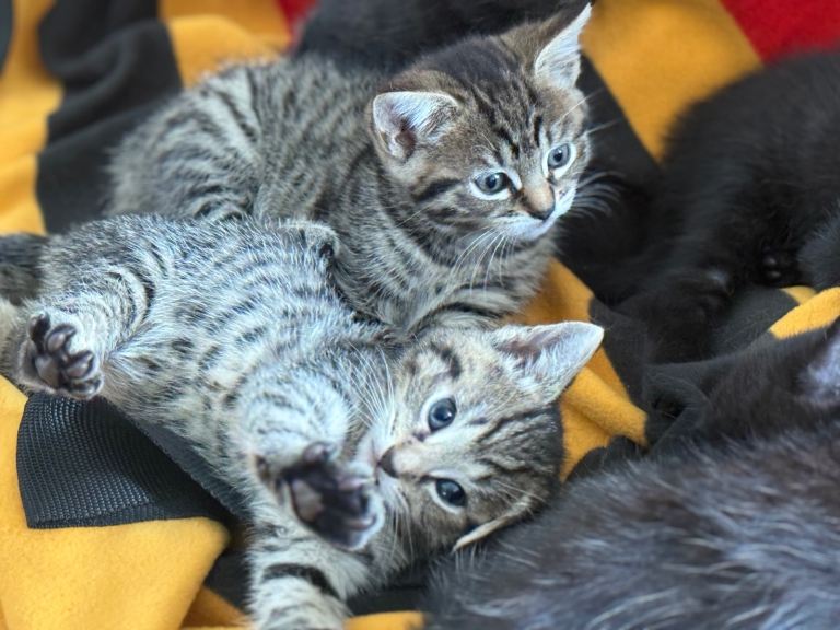 Beautiful little bundles of cuteness!