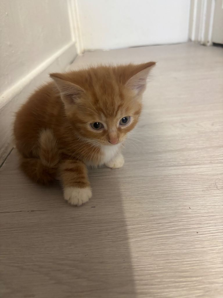 Kittens for sale 
