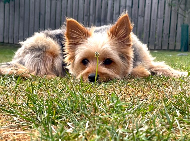 Yorkshire Terrier Pups Ready Now!