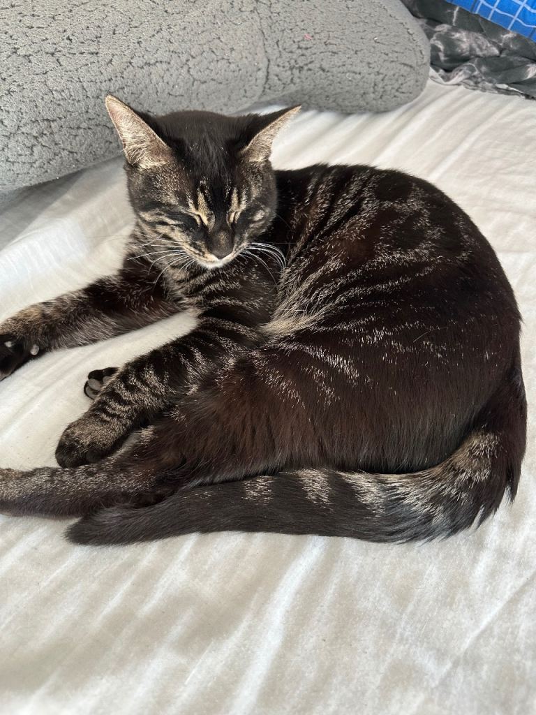 Half bengal cat